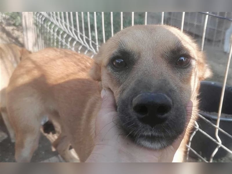 Saquata wartet seit Welpenalter