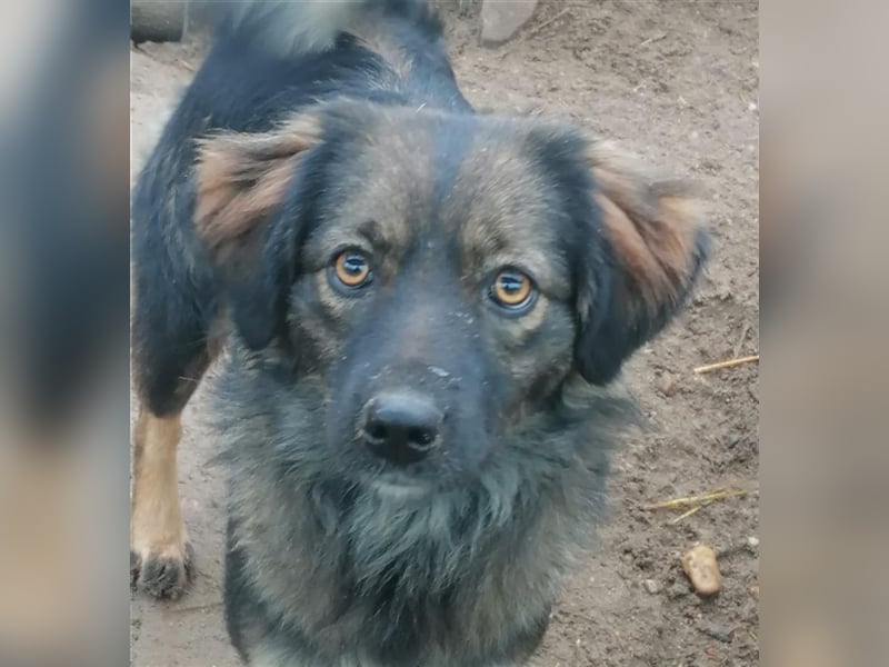 Jaski