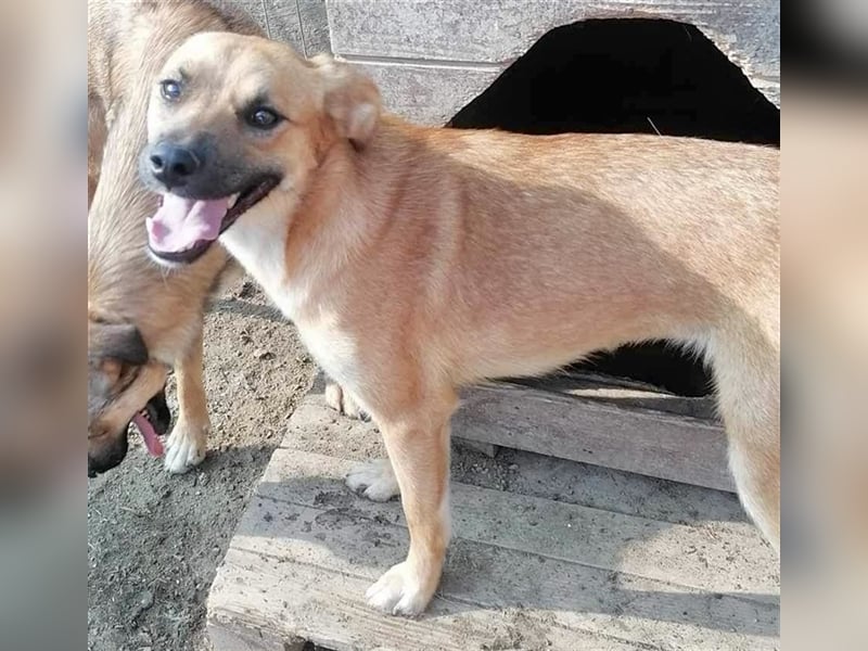 Saquata wartet seit Welpenalter