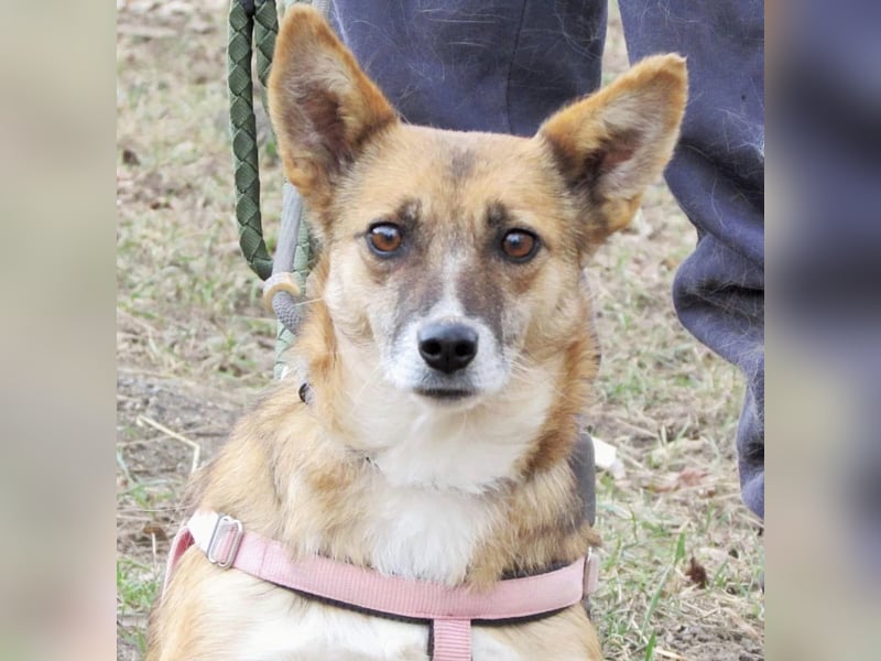 Alva – zarte Hundeseele sucht ein warmes Körbchen fürs Leben