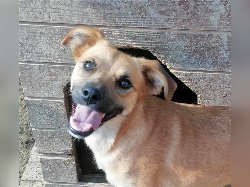 Saquata wartet seit Welpenalter