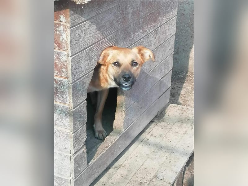 Saquata wartet seit Welpenalter