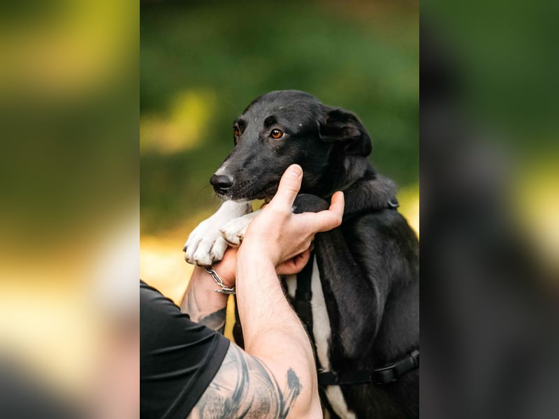 Neugierige Stella sucht liebevolles Zuhause