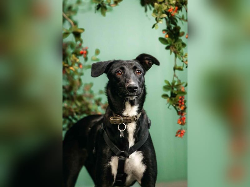 Neugierige Stella sucht liebevolles Zuhause