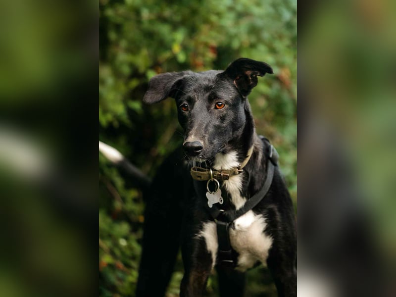 Neugierige Stella sucht liebevolles Zuhause