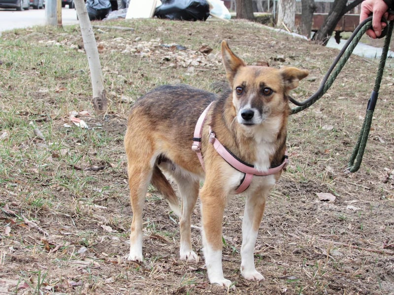 Alva – zarte Hundeseele sucht ein warmes Körbchen fürs Leben