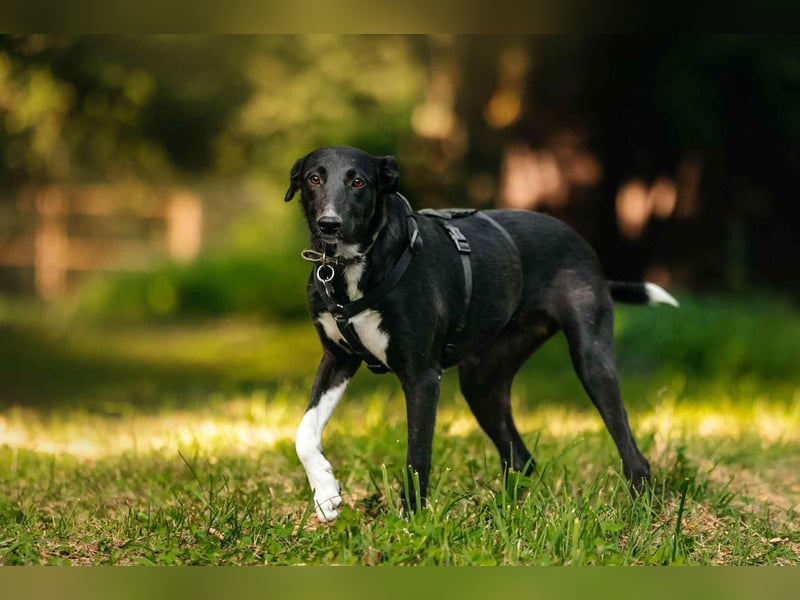 Neugierige Stella sucht liebevolles Zuhause