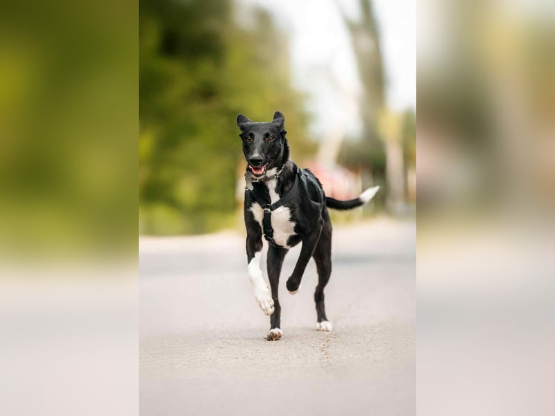 Neugierige Stella sucht liebevolles Zuhause