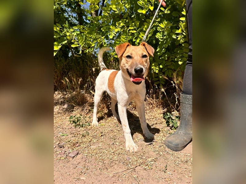 Die schüchterne Mano sucht liebe Menschen und ein warmes Körbchen