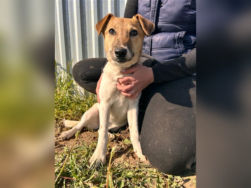 Die schüchterne Mano sucht liebe Menschen und ein warmes Körbchen