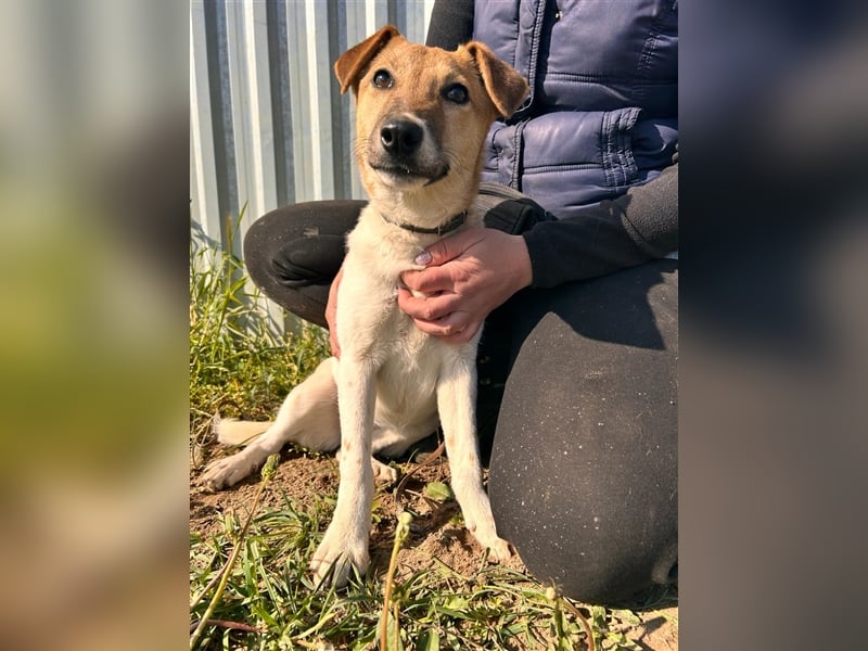 Die schüchterne Mano sucht liebe Menschen und ein warmes Körbchen