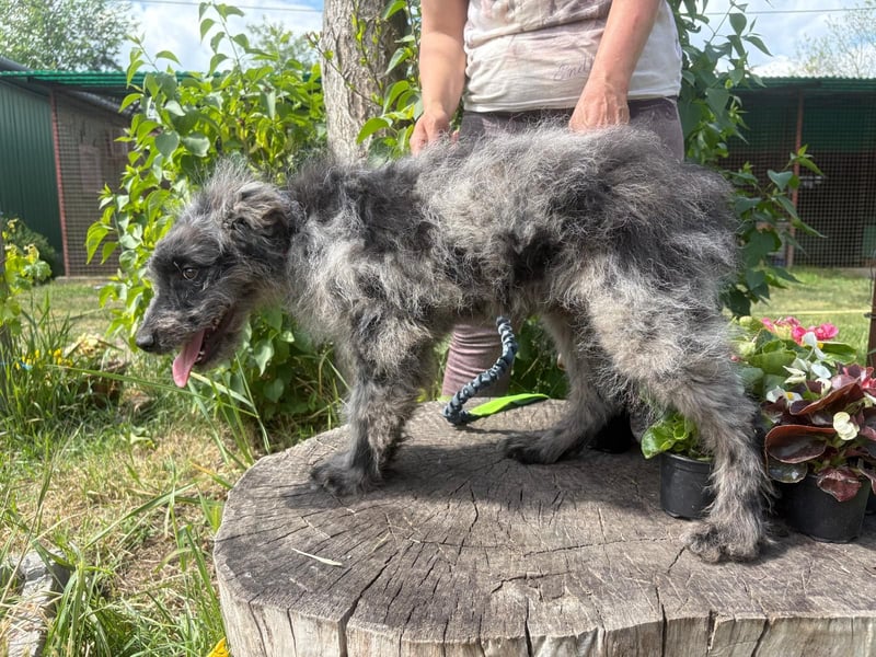 Milad wartet auf seine Für-Immer-Familie!