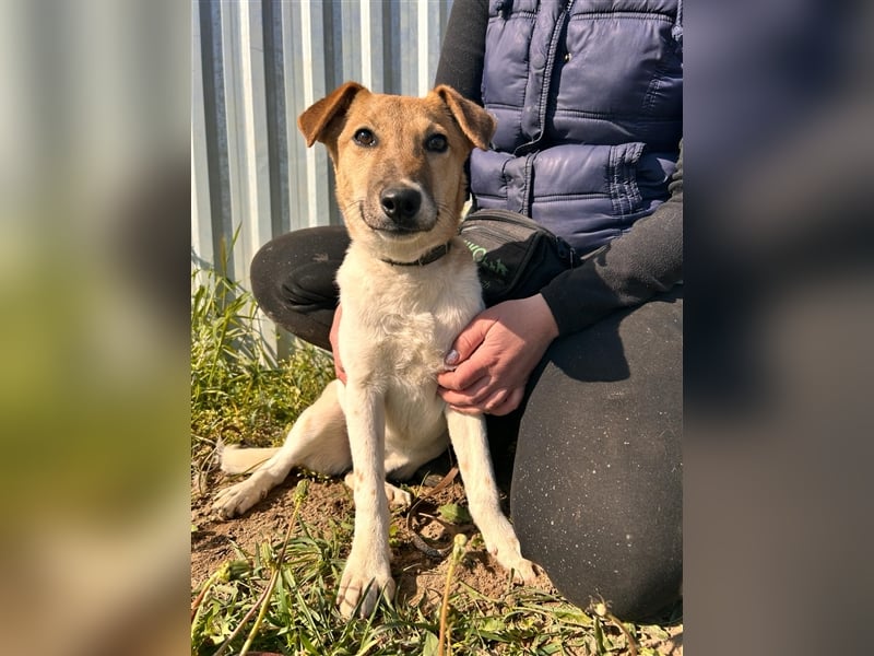 Die schüchterne Mano sucht liebe Menschen und ein warmes Körbchen