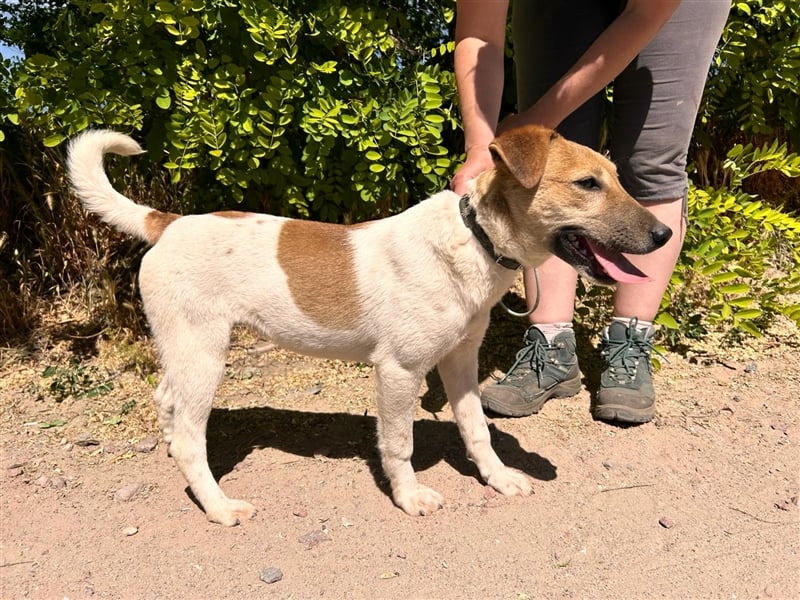 Die schüchterne Mano sucht liebe Menschen und ein warmes Körbchen