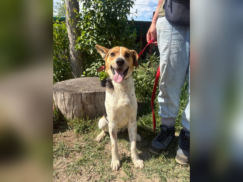 Balar sucht ein warmes, liebevolles Zuhause!