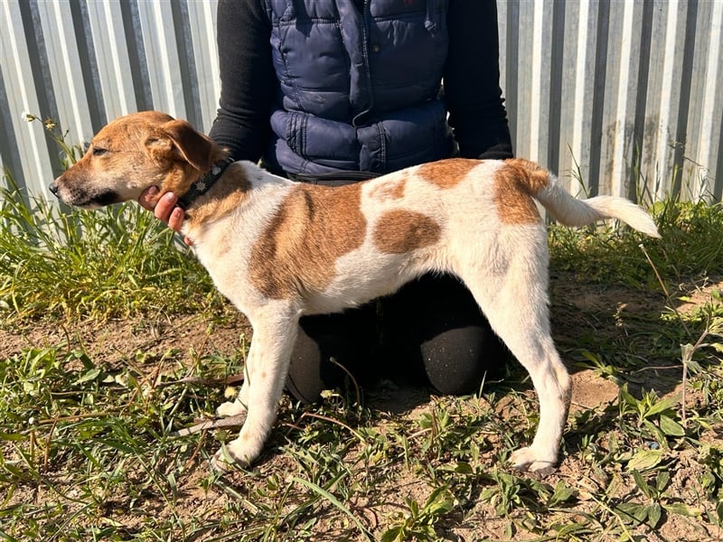 Die schüchterne Mano sucht liebe Menschen und ein warmes Körbchen