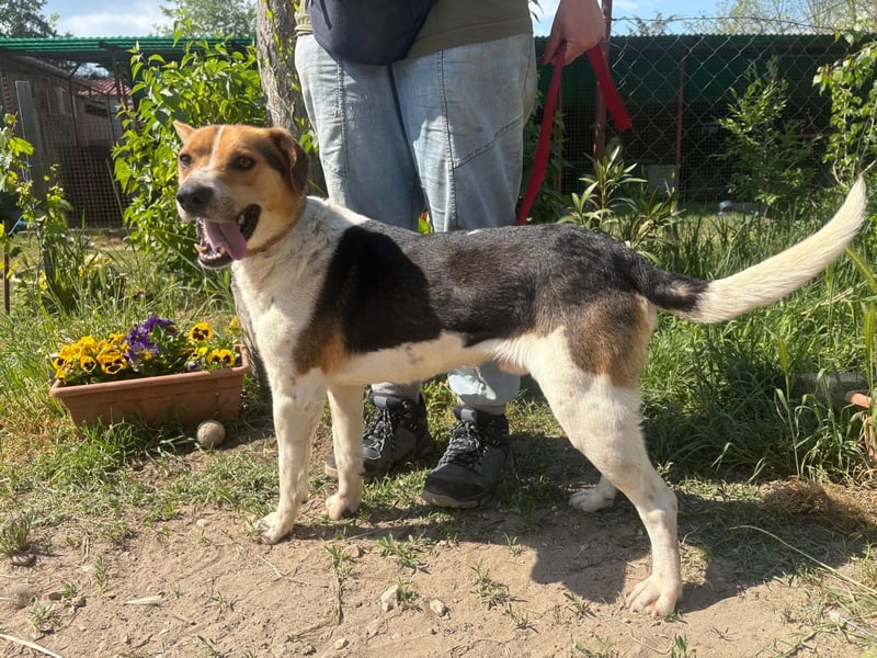 Balar sucht ein warmes, liebevolles Zuhause!