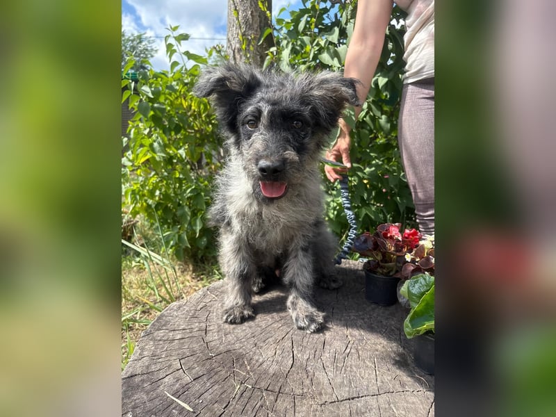 Milad wartet auf seine Für-Immer-Familie!