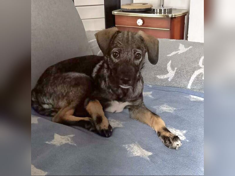 Hübsche junge Dea sucht ein Für-immer-Zuhause