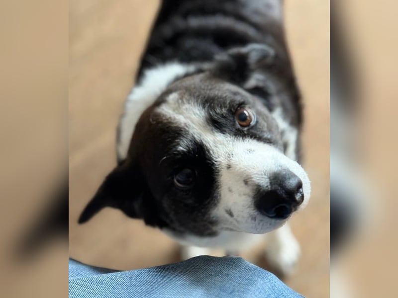 Vermittlungshilfe für Senior Micky