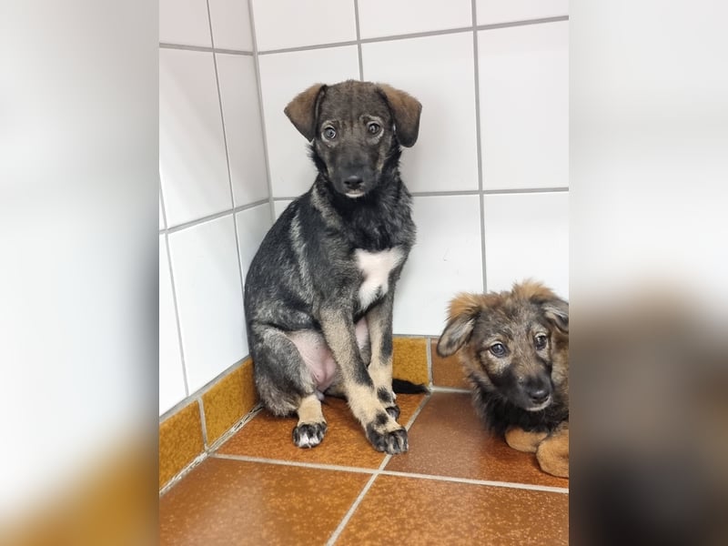 Hübsche junge Dea sucht ein Für-immer-Zuhause