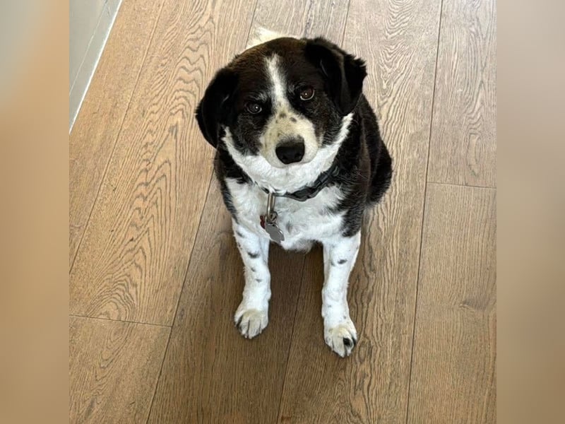 Vermittlungshilfe für Senior Micky