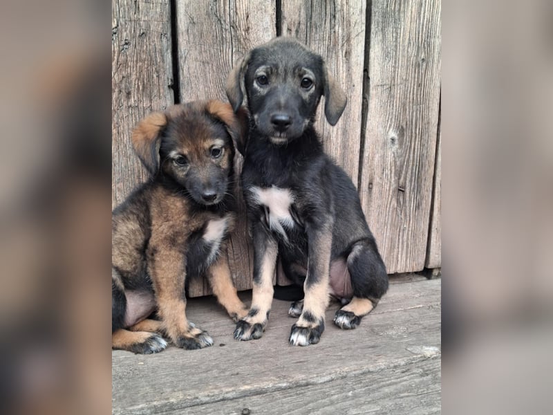 Hübsche junge Dea sucht ein Für-immer-Zuhause