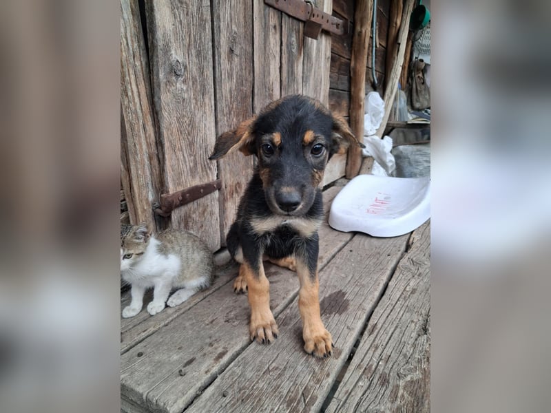 Zelda in Iserlohn sucht eine Familie