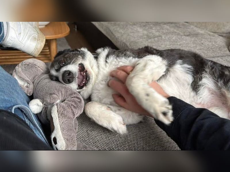 Vermittlungshilfe für Senior Micky