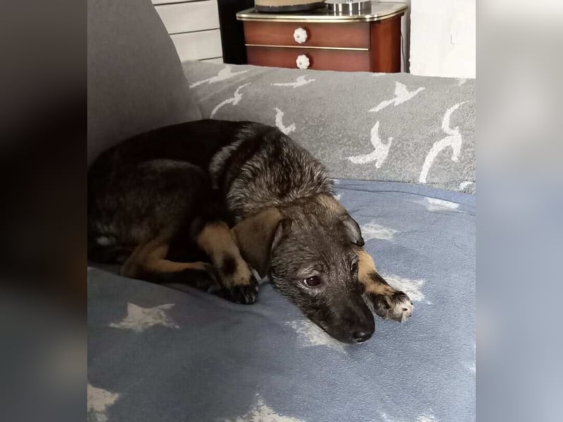 Hübsche junge Dea sucht ein Für-immer-Zuhause