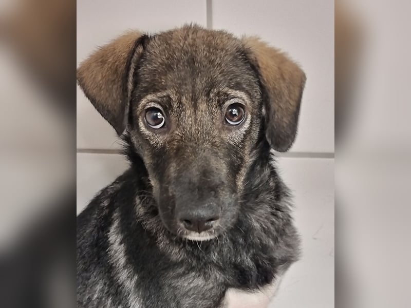 Hübsche junge Dea sucht ein Für-immer-Zuhause