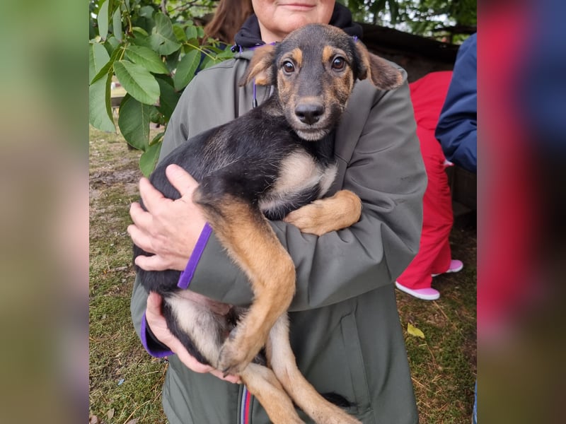 Zelda in Iserlohn sucht eine Familie