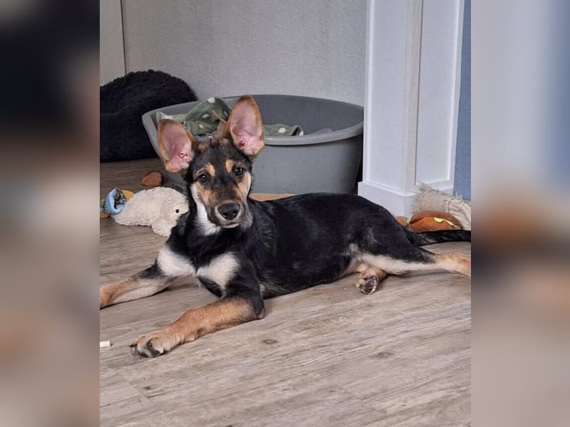 Zelda in Iserlohn sucht eine Familie