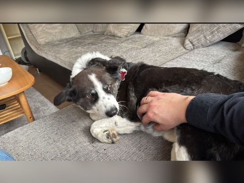 Vermittlungshilfe für Senior Micky