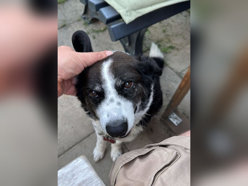 Vermittlungshilfe für Senior Micky