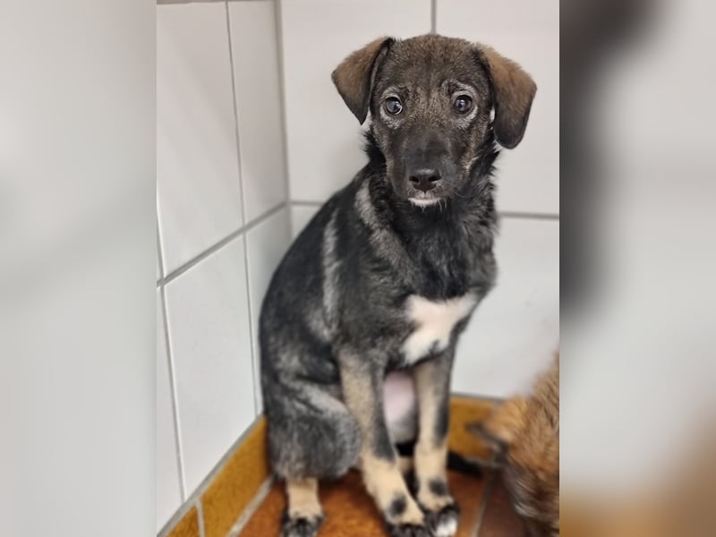 Hübsche junge Dea sucht ein Für-immer-Zuhause