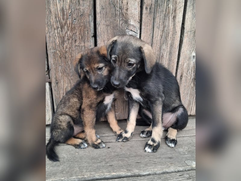 Hübsche junge Dea sucht ein Für-immer-Zuhause