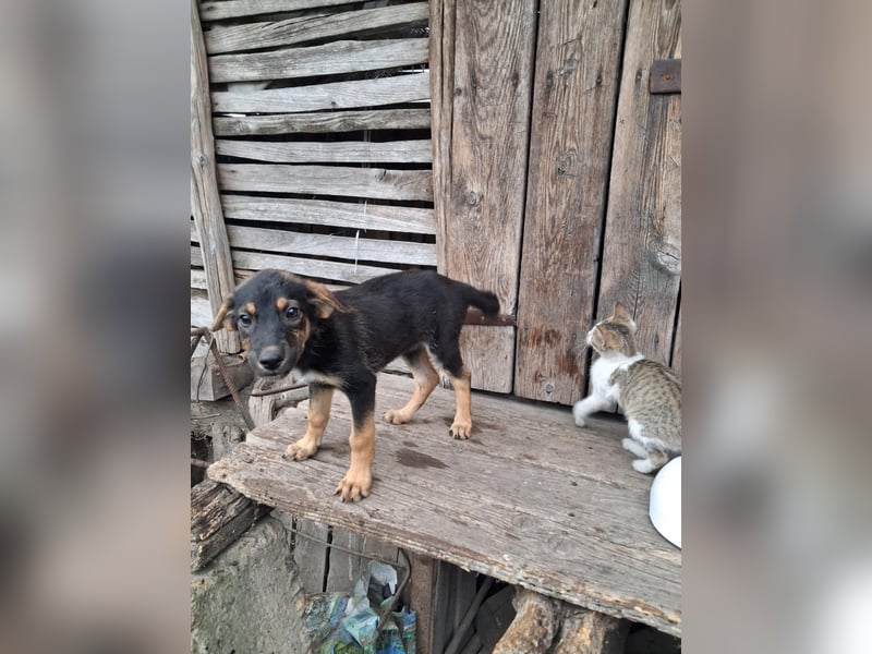 Zelda in Iserlohn sucht eine Familie