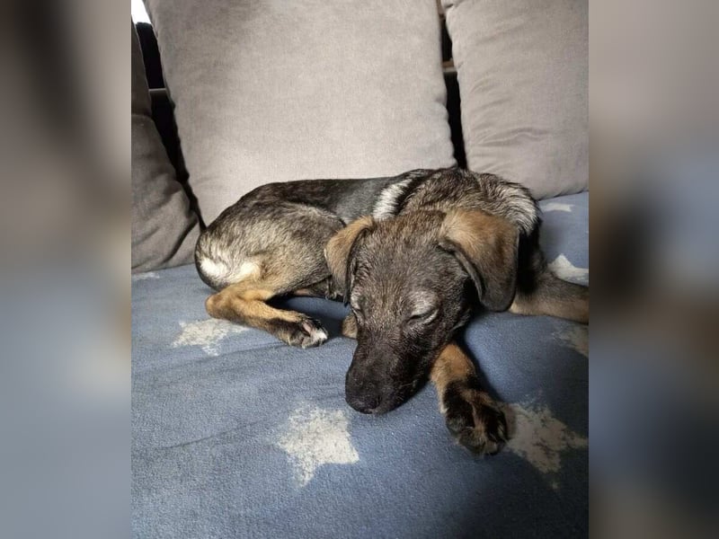 Hübsche junge Dea sucht ein Für-immer-Zuhause