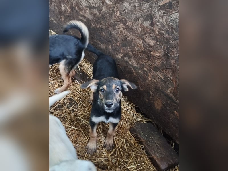 Zelda in Iserlohn sucht eine Familie