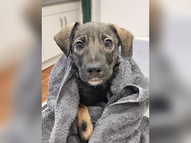 Hübsche junge Dea sucht ein Für-immer-Zuhause