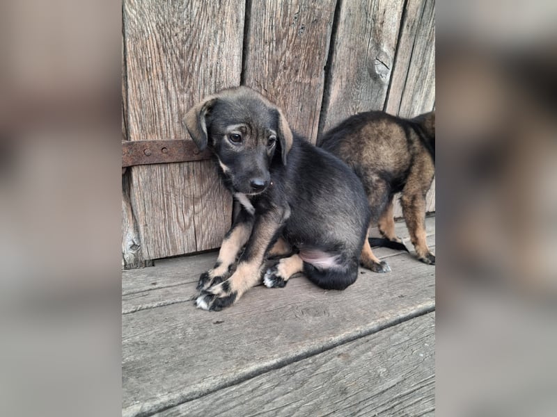 Hübsche junge Dea sucht ein Für-immer-Zuhause