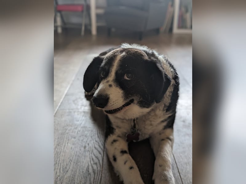 Vermittlungshilfe für Senior Micky