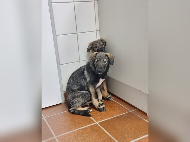 Hübsche junge Dea sucht ein Für-immer-Zuhause