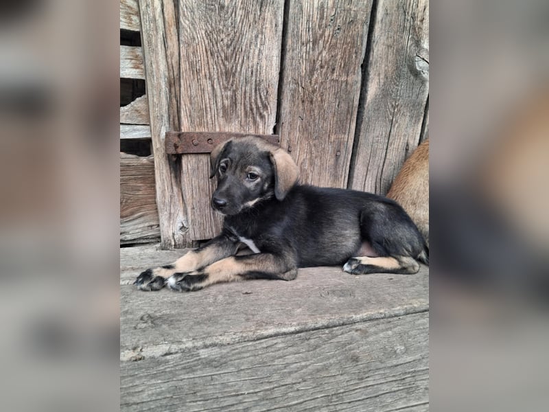 Hübsche junge Dea sucht ein Für-immer-Zuhause