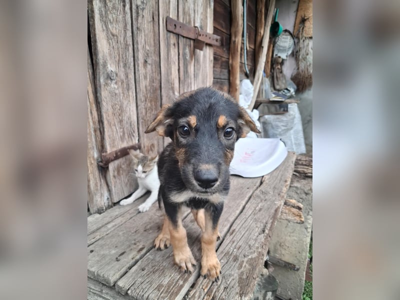 Zelda in Iserlohn sucht eine Familie