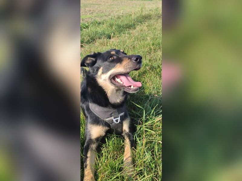 Intelligente Fanny sucht ihre Familie