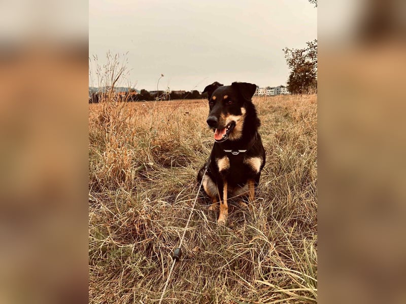 Intelligente Fanny sucht ihre Familie