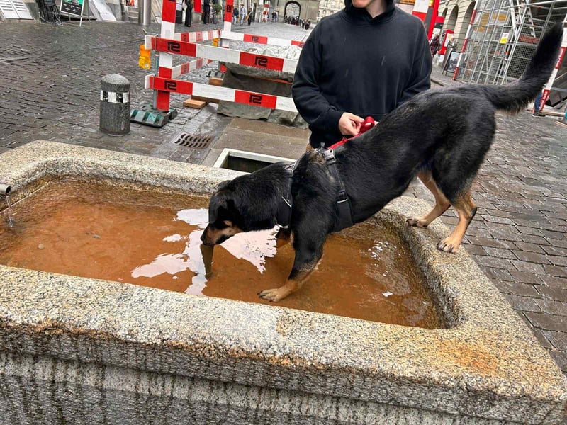 Intelligente Fanny sucht ihre Familie