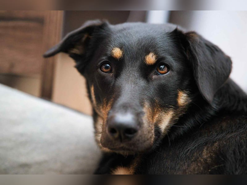 Intelligente Fanny sucht ihre Familie